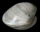 Polished Fossil Clam - Small Size #5286-2